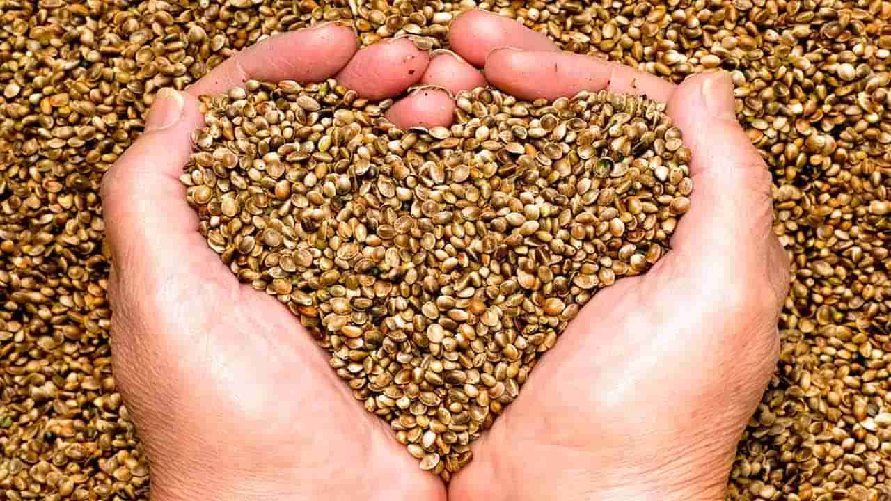 Heart Attack: గుండెపోటుకు దివ్యౌషధం ఈ చిన్ని విత్తనాలు..! ఇలా తింటే వృద్ధాప్యంలో కూడా..