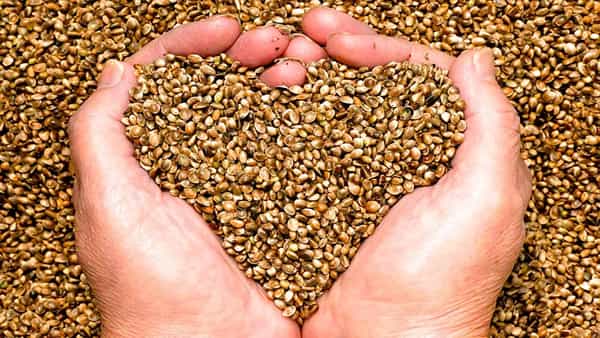 Heart Attack: గుండెపోటుకు దివ్యౌషధం ఈ చిన్ని విత్తనాలు..! ఇలా తింటే వృద్ధాప్యంలో కూడా..
