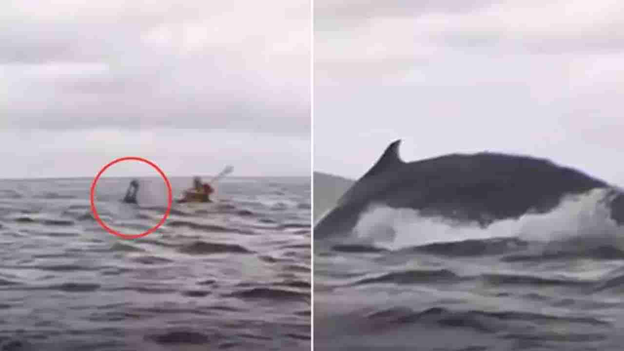 Watch: భూమ్మీద నూకలు మిగిలున్నాయ్ అంటే ఇదేనేమో.. యువకుణ్ని అమాంతంగా మింగేసిన తిమింగలం.. ఆ తర్వాత