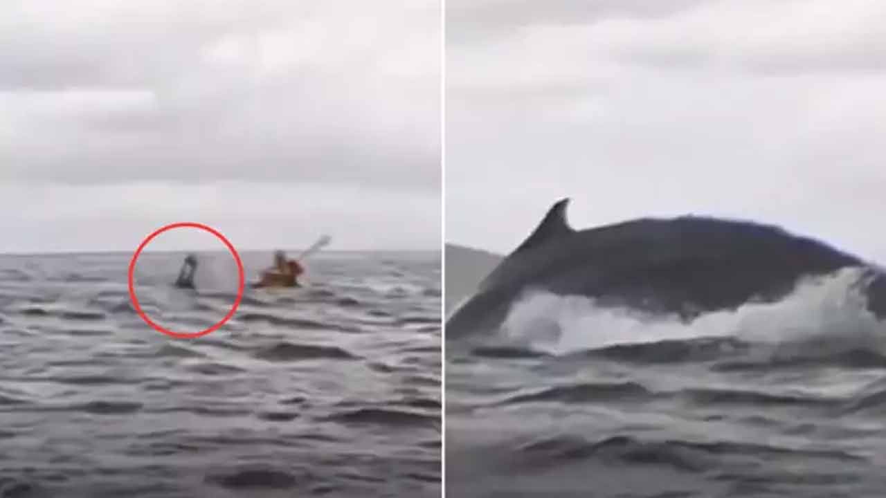 Watch: భూమ్మీద నూకలు మిగిలున్నాయ్ అంటే ఇదేనేమో.. యువకుణ్ని అమాంతంగా మింగేసిన తిమింగలం.. ఆ తర్వాత