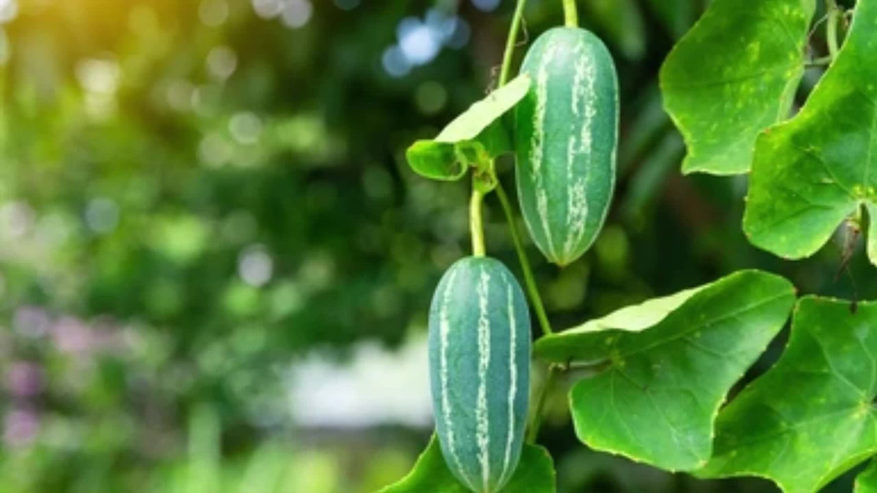 దొండకాయల్లో ఫైబర్ ఎక్కువగా ఉంటుంది. నీటి శాతం కూడా అధికంగా ఉంటుంది. దొండకాయల్లో విటమిన్ ఏ, విటమిన్ సి ఎక్కువగా ఉంటాయి. ఇవి చర్మ ఆరోగ్యాన్ని పెంపొందిస్తాయి. 
ఇందులో ఉండే కాల్షియం, పొటాషియం, ఐరన్ ఎముకల, కండరాల ఆరోగ్యానికి సహాయపడతాయి.