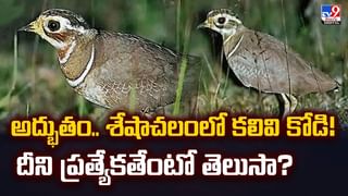 సర్పంచ్‌ సీటు కావాలా?  అయితే కోతులను పట్టుకోవాల్సిందే
