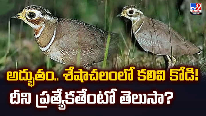అద్భుతం.. శేషాచలంలో కలివి కోడి! దీని ప్రత్యేకతేంటో తెలుసా? అద్భుతం.. శేషాచలంలో కలివి కోడి! దీని ప్రత్యేకతేంటో తెలుసా?