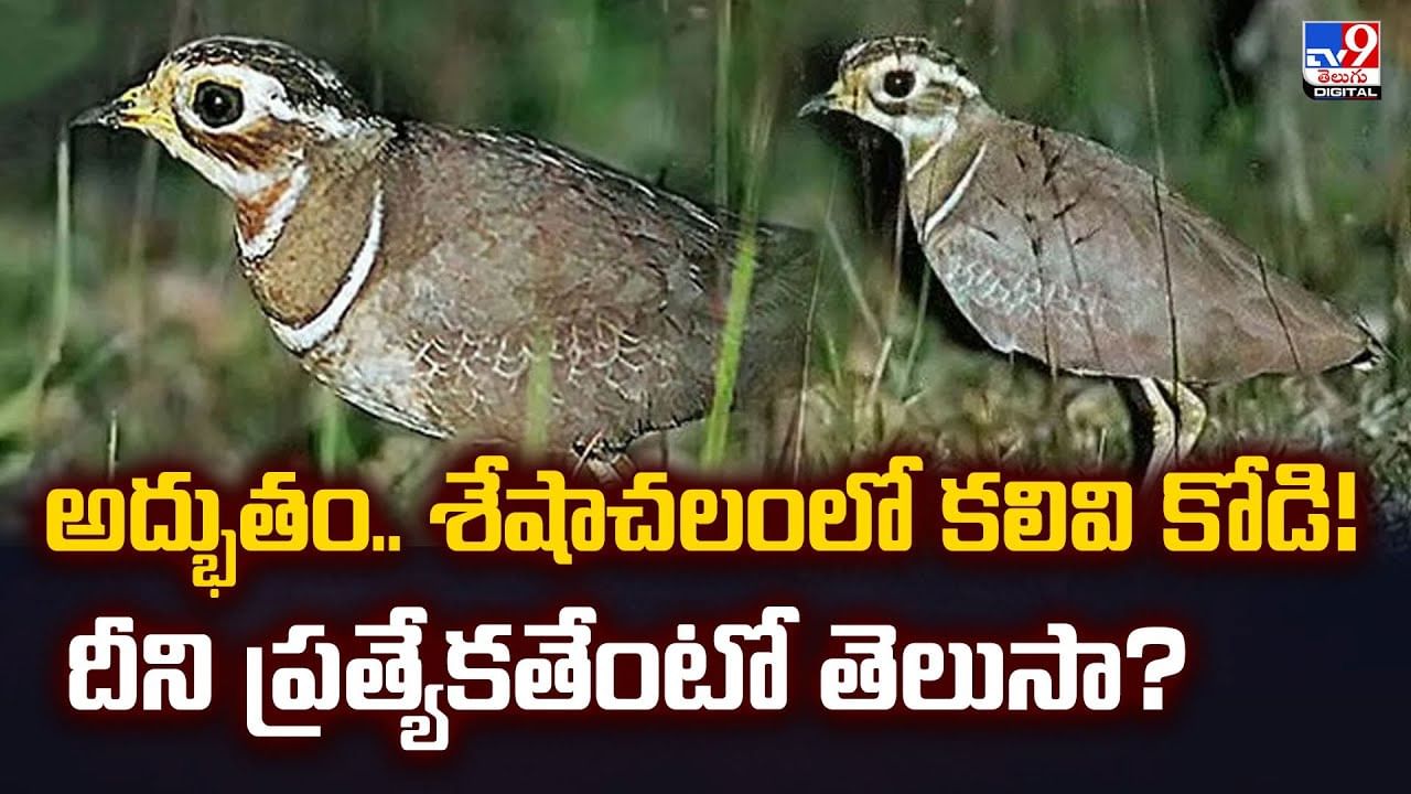అద్భుతం.. శేషాచలంలో కలివి కోడి! దీని ప్రత్యేకతేంటో తెలుసా?
