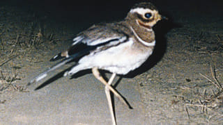 Andhra News: ఏపీలో బర్డ్ ప్లూ నిర్ధారణ.. మరి చికెన్ తినొచ్చా…?