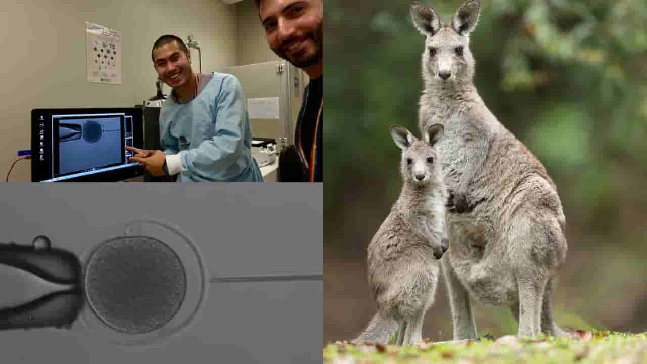 శాస్త్రవేత్తల అద్భుత విజయం.. కంగారూ ఇక అంతరించిపోయే జంతువు కాదు..!