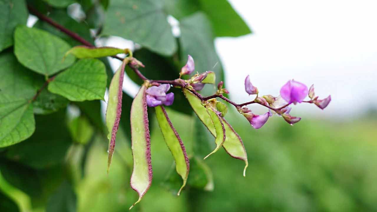 మెగ్నీషియం కూడా చిక్కుడులో పుష్కలంగా లభిస్తుంది. దీనివల్ల నిద్రలేమి సమస్య తగ్గుతుంది. చిక్కుడులో జింక్ కంటెంట్ ఆక్సీకరణ ఒత్తిడిని నివారించడంలో సహాయపడుతుంది. ఇది అనేక రకాల అనారోగ్యాలను తగ్గించడంలో సహాయపడుతుంది.