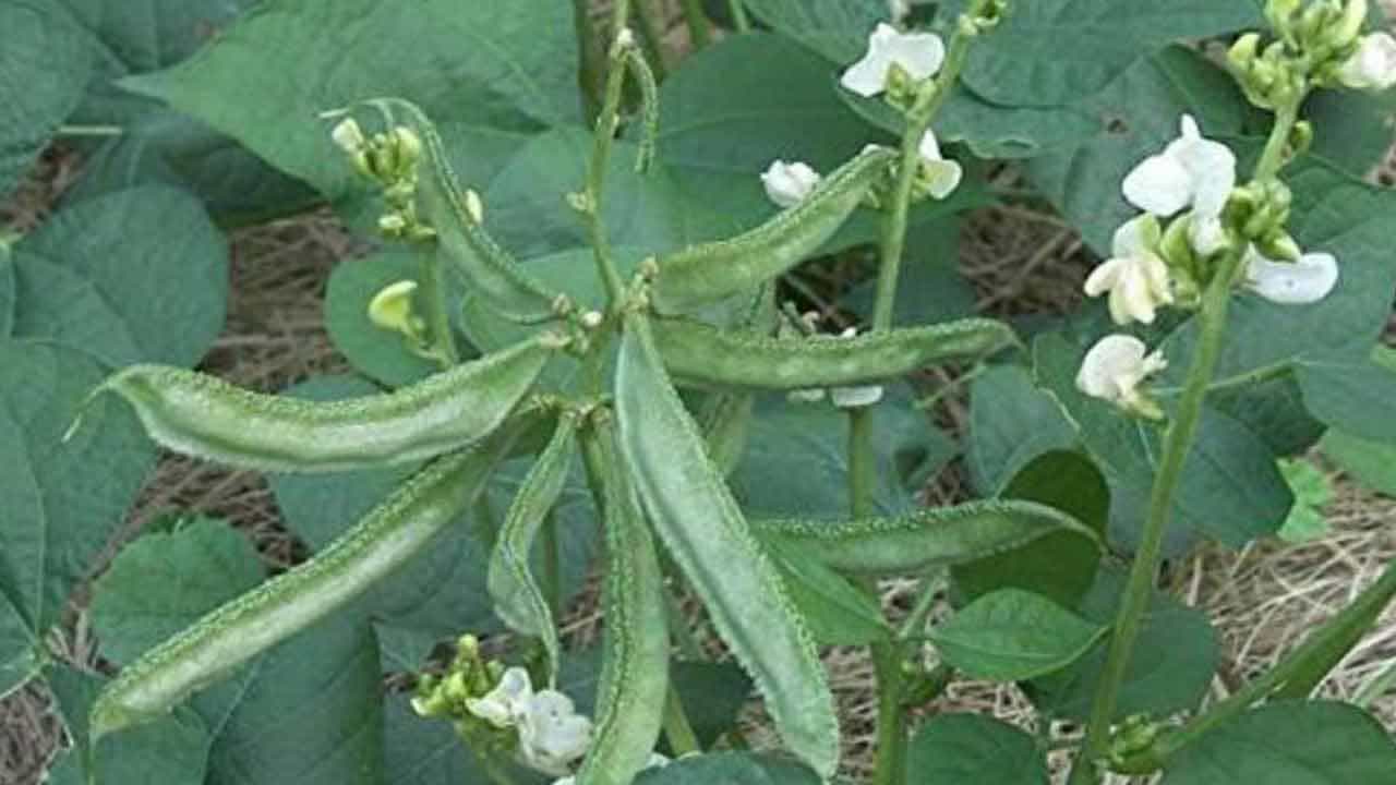 బీన్స్లో ఇనుము, రాగి, జింక్, మెగ్నీషియం, భాస్వరం, ప్రోటీన్, కాల్షియం వంటి పోషకాలు ఉంటాయి. ఇది మెదడు, గుండె, జీర్ణక్రియ, క్యాన్సర్ రక్షణ, చిగుళ్ల ఆరోగ్యం, మానసిక స్థితి మార్పులు, శక్తిని పెంచేవి వంటి లెక్కలేనన్ని ఆరోగ్య ప్రయోజనాలను అందిస్తుంది.
