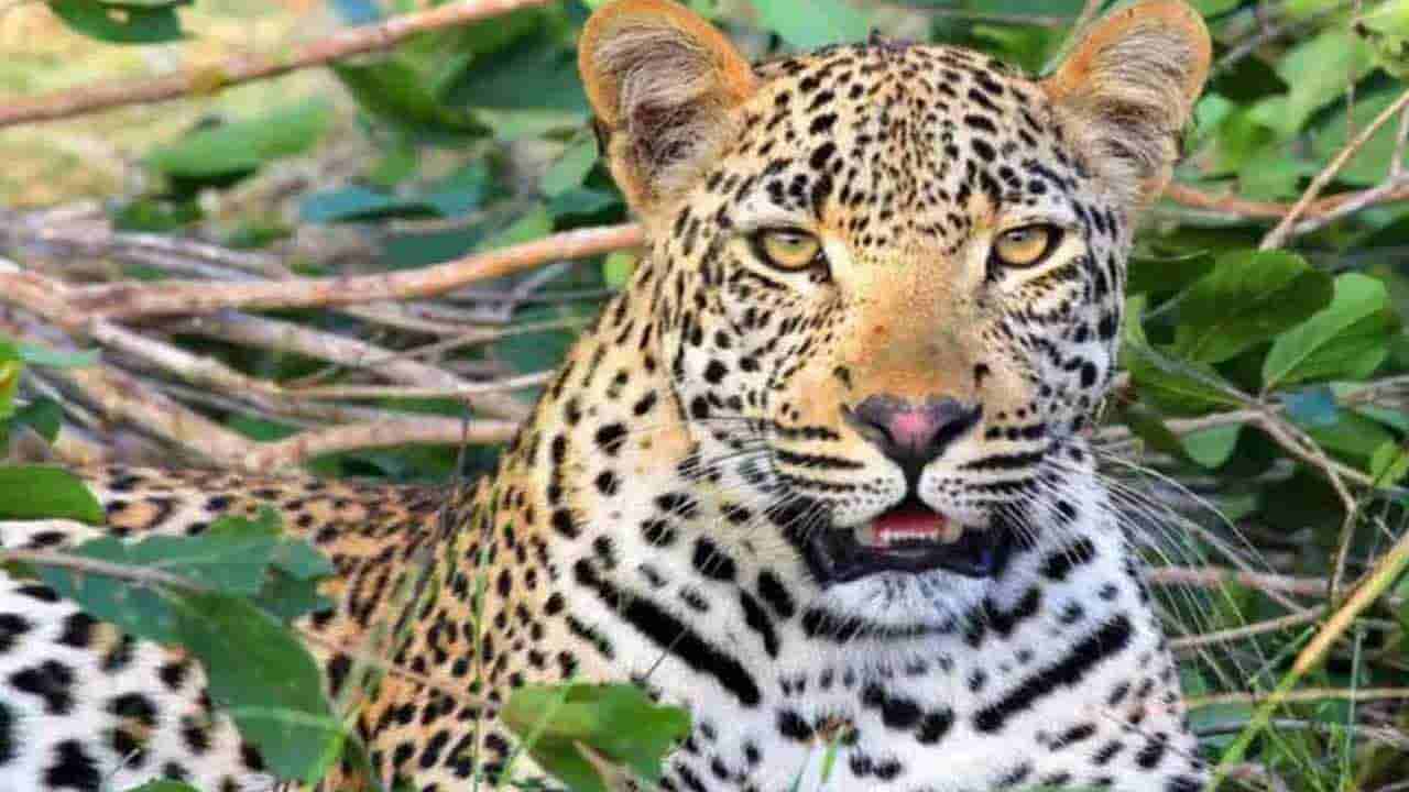 Telangana: ఆ జాతీయ రహదారిలో చిరుత సంచారం.. ఒంటరిగా వెళ్లవద్దంటూ అధికారుల హెచ్చరిక