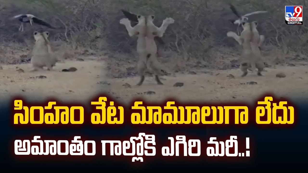 సింహం వేట మామూలుగా లేదు అమాంతం గాల్లోకి ఎగిరి మరీ