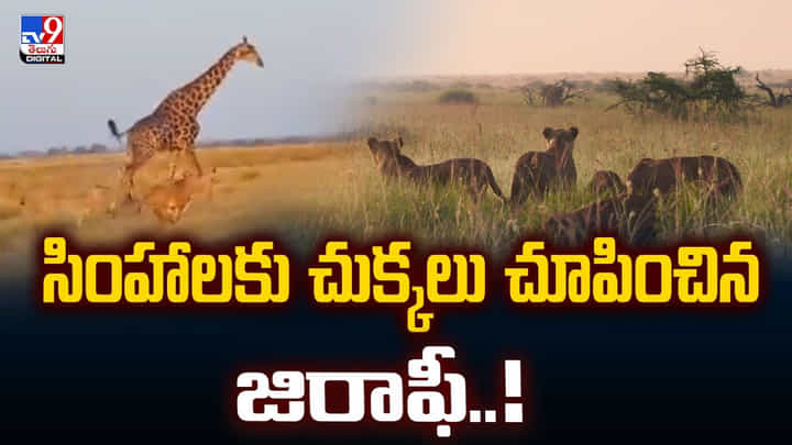 సింహాలకు చుక్కలు చూపించిన జిరాఫీ.. నెట్టింట వైరల్ అవుతున్న వీడియో సింహాలకు చుక్కలు చూపించిన జిరాఫీ.. నెట్టింట వైరల్ అవుతున్న వీడియో