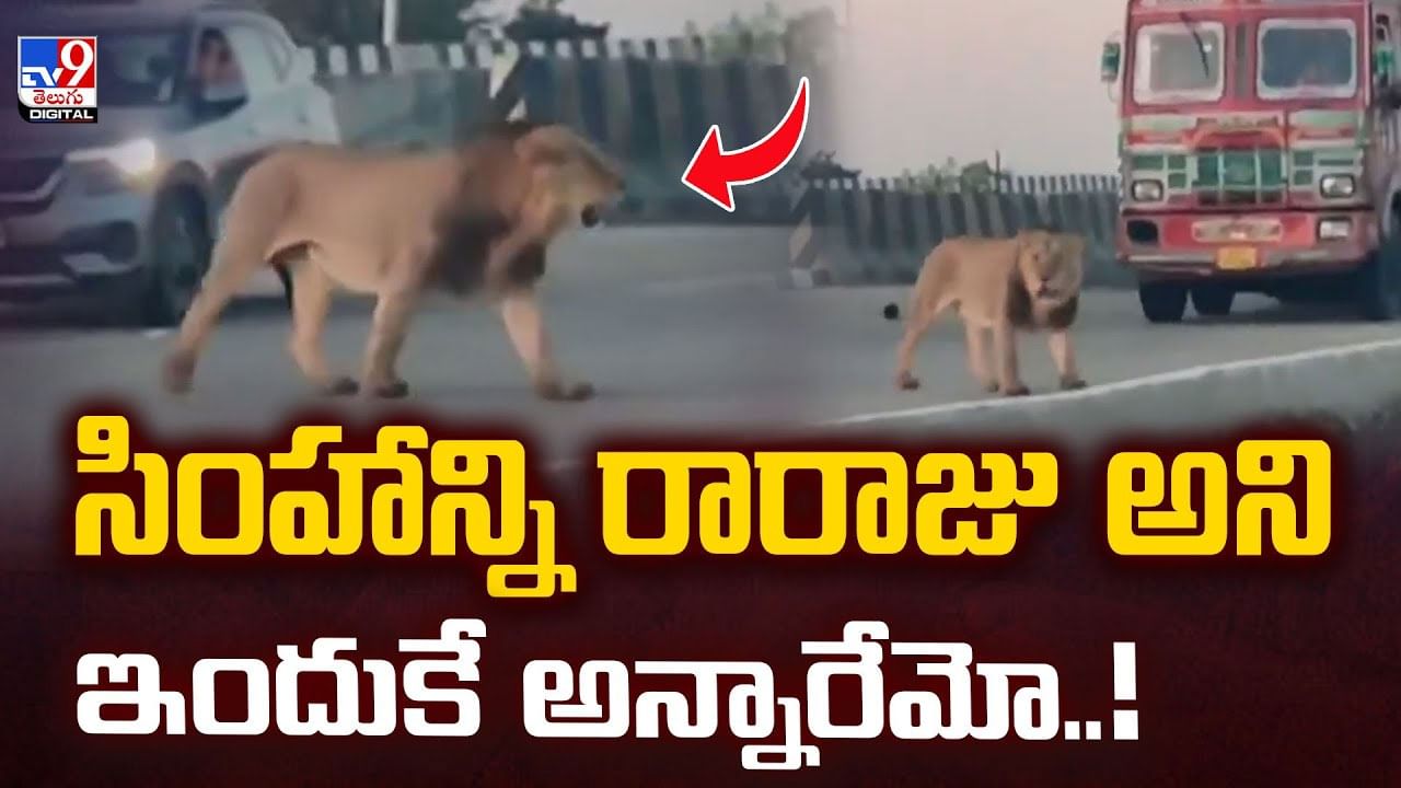 సింహాన్ని రారాజు అని ఇందుకే అన్నారేమో.. వీడియో