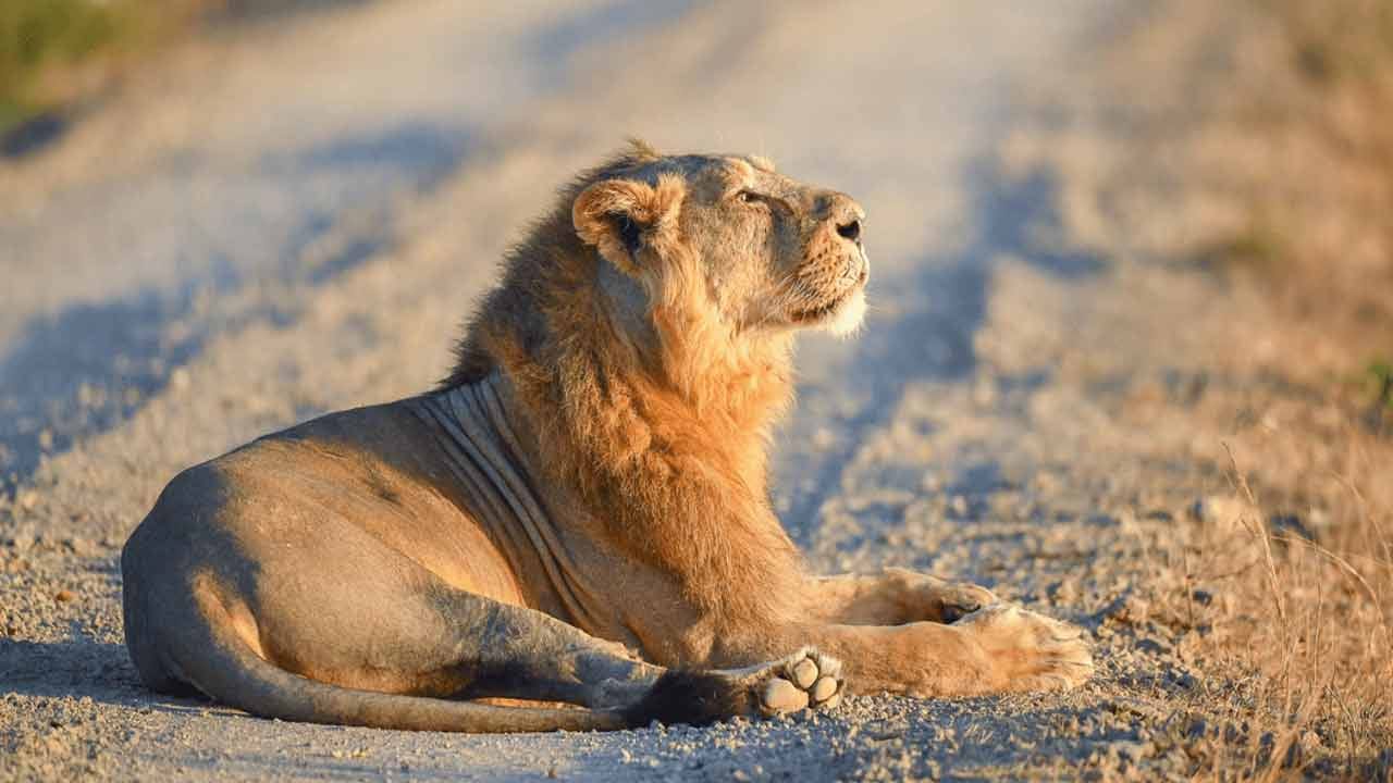 Watch: వామ్మో.. సింహాం వేట మామూలుగా లేదుగా..! అమాంతం గాల్లోకి ఎగిరి మరీ..