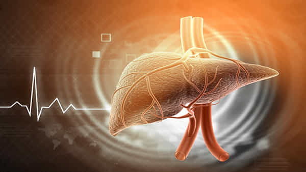 Health News: మానవ శరీరంలోనే ప్రత్యేకమైన అవయవం.. దీన్ని నిర్లక్ష్యం చేస్తే డేంజరే..