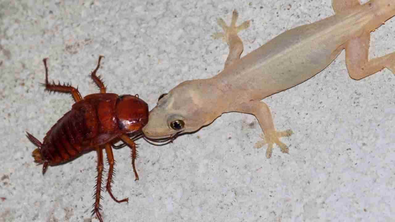 ఈ రెండు పదార్థాలు ఉంటే చాలు.. మీ ఇంట్లో ఒక్క బల్లి కూడా లేకుండా పోతుంది