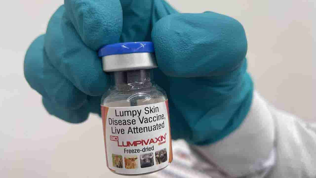 Lumpy skin vaccine: లంపీ స్కిన్‌ వ్యాధికి టీకా.. ప్రపంచంలోనే తొలిసారిగా తయారైంది ఎక్కడంటే..