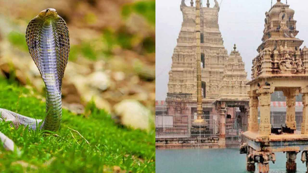 మహానంది క్షేత్రంలో విషసర్పాలు హల్‌చల్‌..! భయపెడుతున్న అడవి జంతువులు