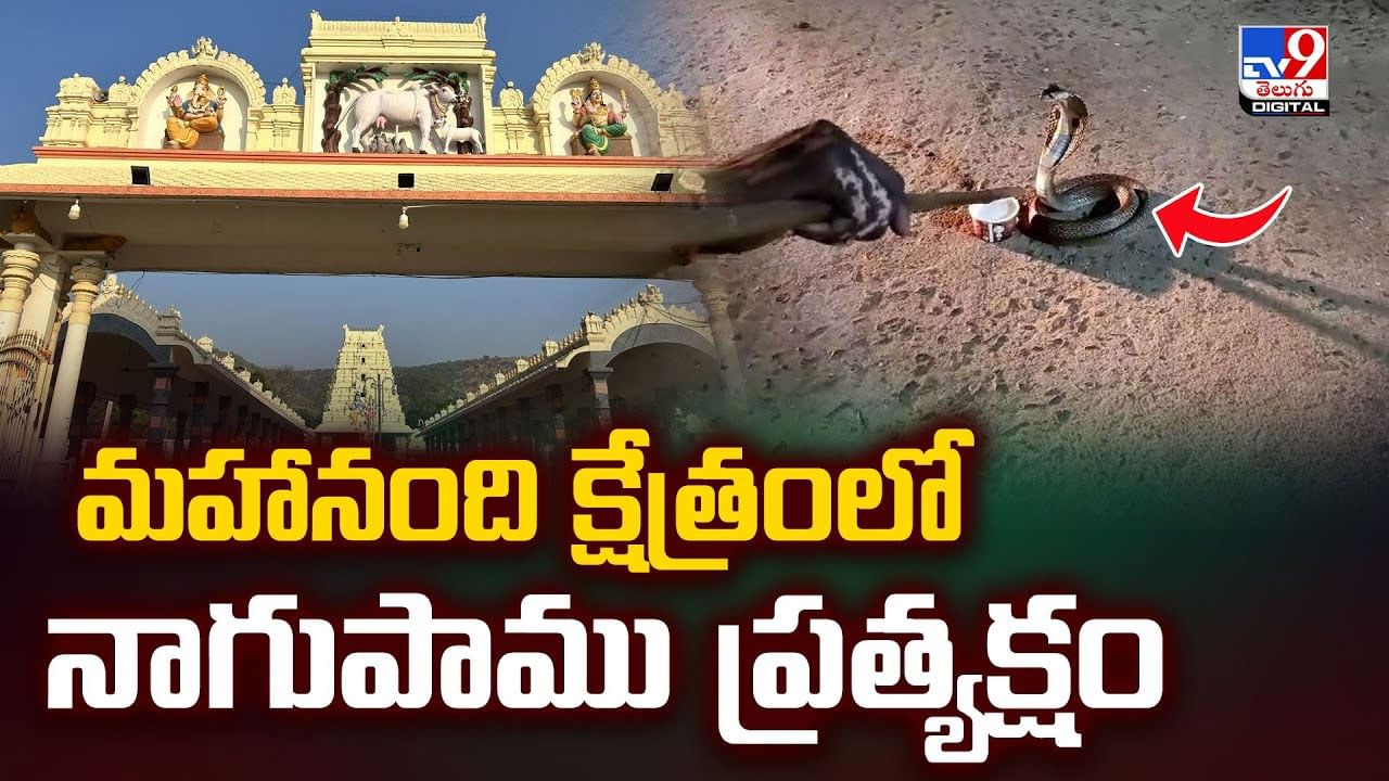 మహానంది క్షేత్రంలో నాగుపాము ప్రత్యక్షం వీడియో