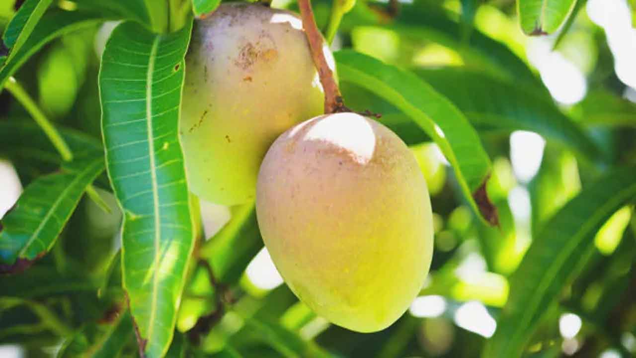 మామిడి ఆకులలో యాంటీ ఇన్ఫ్లమేటరీ లక్షణాలు కలిగిన ఫినాలిక్ సమ్మేళనాలు ఉంటాయి. ఇవి ఆర్థరైటిస్ వంటి వ్యాధుల వల్ల కలిగే వాపును తగ్గించడంలో సహాయపడతాయి. ఆస్తమా, బ్రోన్కైటిస్, జలుబు వంటి శ్వాసకోశ సమస్యల లక్షణాల నుండి ఉపశమనం పొందడానికి సాంప్రదాయ వైద్యంలో మామిడి ఆకు టీని ఉపయోగిస్తారు. ఈ ఆకులు కఫహర లక్షణాలను కలిగి ఉంటాయి. ఇవి రద్దీని తగ్గించడంలో సహాయపడతాయి.