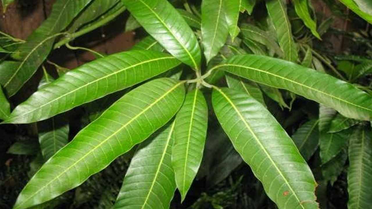 మామిడి ఆకులతో మధుమేహాన్ని నియంత్రించవచ్చు అంటున్నారు ఆరోగ్య నిపుణనులు. రక్తపోటును తగ్గించడం, కడుపు ఉబ్బరాన్ని తగ్గించడం, ఉబ్బసాన్ని నియంత్రించడం, కడుపును ఆరోగ్యంగా ఉంచడం వరకు అనేక ఆరోగ్య సమస్యలలో మామిడి ఆకులు ప్రయోజనాలను అందిస్తాయి.