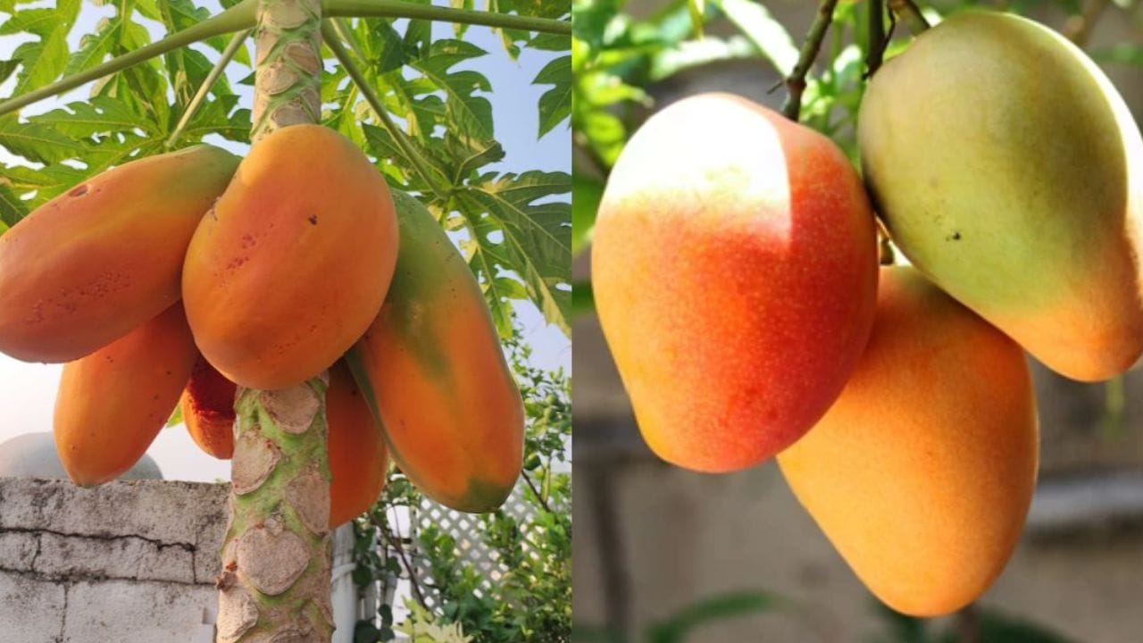 పండిన మామిడి పండ్లు సహజంగా తీపి రుచిని కలిగి ఉంటాయి. కానీ రసాయనాలతో పండిన మామిడి పండ్లు కొద్దిగా అసహజ వాసన కలిగి ఉంటాయి. కొన్ని సార్లు వాసన కూడా ఉండవు. కాబట్టి మామిడి పండ్లను కొనేటప్పుడు దాని వాసనపై శ్రద్ధ పెట్టండి. అలాగే ఒక గిన్నెలో నీళ్లు నింపి దానిలో మామిడికాయలు వేయాలి. సహజంగా పండించిన పండ్లు నీటిలో మునిగిపోతాయి. కృత్రిమంగా పండించిన పండ్లు నీటిపై తేలుతాయి. ఇది సులభమైన పద్ధతి. 