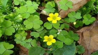 లవంగం పాలు తాగితే ఈ సమస్యలన్నీ పరార్..! శరీరంలో జరిగే అద్భుతం తెలిస్తే ఎగిరిగంతేస్తారు..