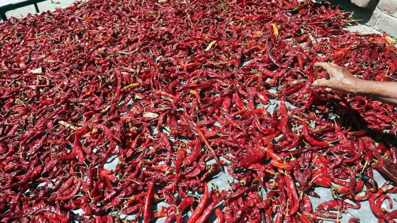 Andhra Mirchi: ఏపీలో ప్రస్తుతం మిర్చి ధర ఎంతుంది...? జగన్ ఏమంటున్నారు..? బాబు యాక్షన్ ఎలా ఉంది..?