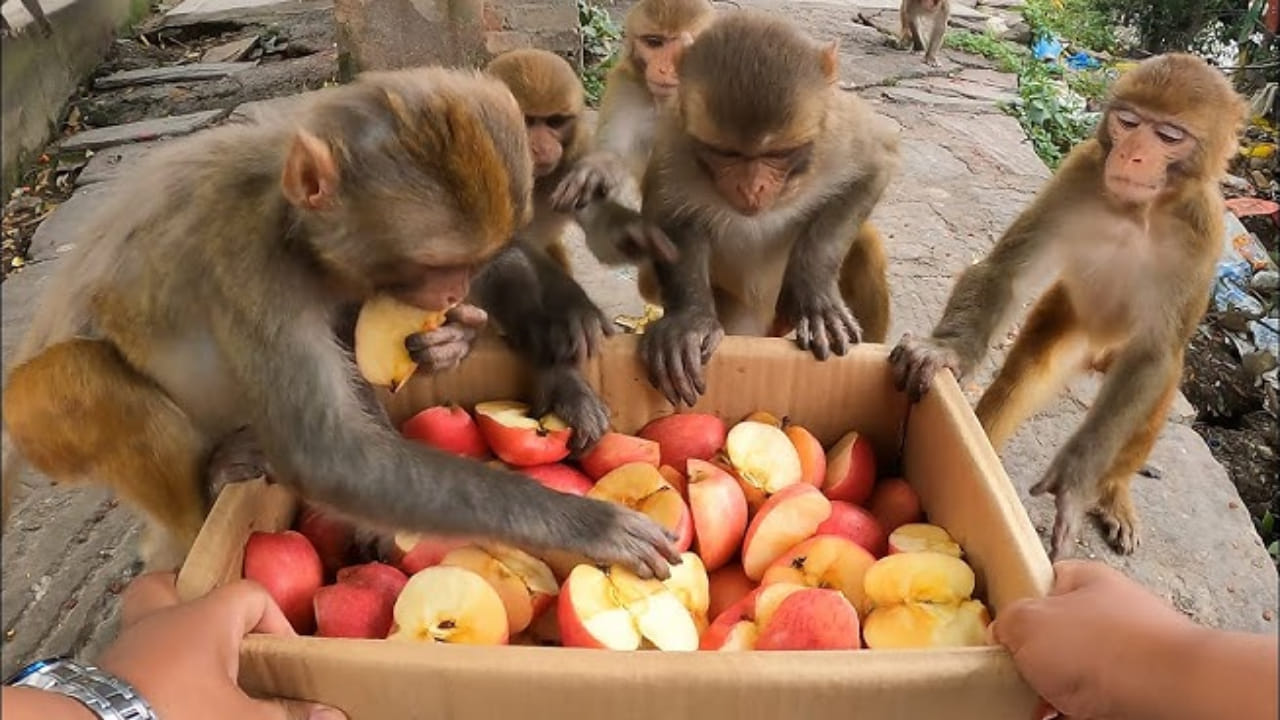 Telangana: కోతులకు ఆహారం ఇస్తున్నారా.. అయితే జైలుకు వెళ్లేందుకు సిద్ధంకండి..