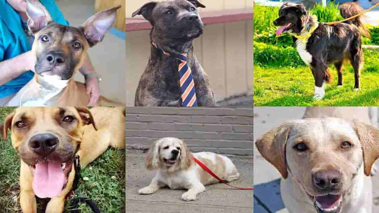 Most Expensive Dog In India: భారతదేశంలోనే ఖరీదైన కుక్కలు...కొనాలంటే ఆస్తులు అమ్ముకోవాల్సిందే..!