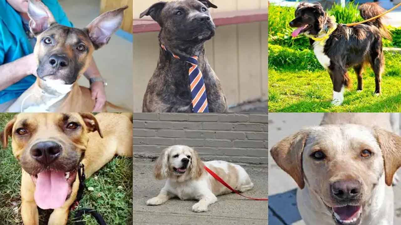 Most Expensive Dog In India: భారతదేశంలోనే ఖరీదైన కుక్కలు...కొనాలంటే ఆస్తులు అమ్ముకోవాల్సిందే..!