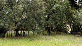 Mini Kejriwal: ఢిల్లీ ఎన్నికల ఫలితాల వేళ..‘మినీ కేజ్రీవాల్’ సందడి..ఆ వీడియో వైరల్…