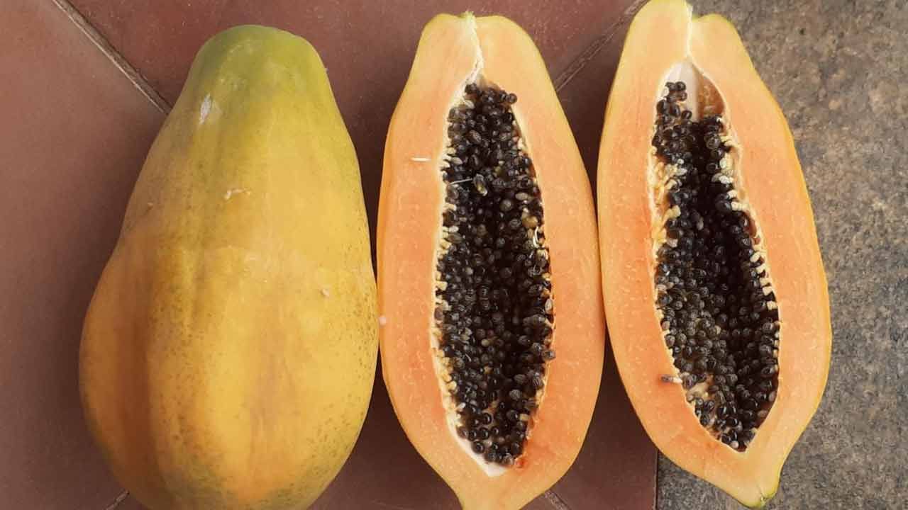 బొప్పాయిలో ఉండే పపైన్ అనే ఎంజైమ్ ఆహారాన్ని జీర్ణం చేయడానికి సహాయపడుతుంది. బొప్పాయిలో విటమిన్ సి పుష్కలంగా ఉంటుంది, ఇది రోగనిరోధక శక్తిని పెంచడానికి సహాయపడుతుంది. బొప్పాయిలో ఉండే విటమిన్ ఎ చర్మాన్ని ఆరోగ్యంగా ఉంచడానికి సహాయపడుతుంది.