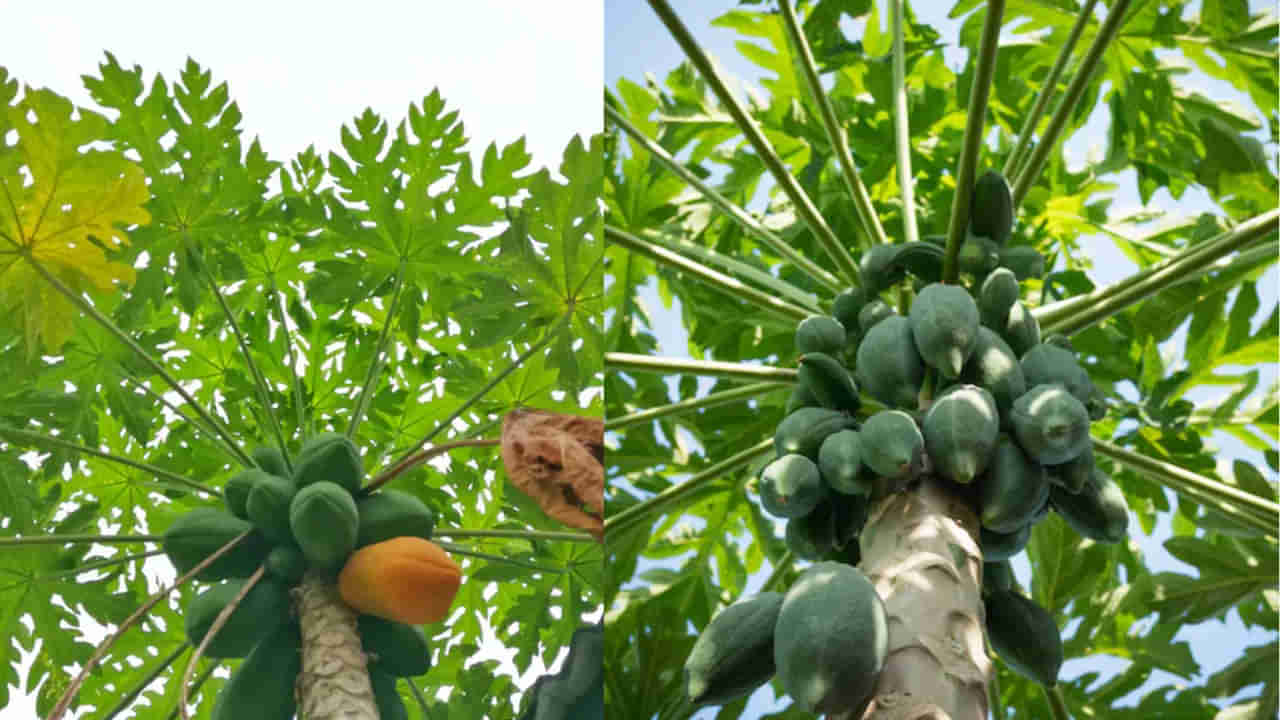 Vastu Tips: ఇంటి ఆవరణలో బొప్పాయి చెట్టు ఉంటే ఎంత నష్టమో తెలుసా..? పొరపాటున కూడా ఈ తప్పు చేయకండి..!