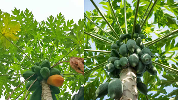 Vastu Tips: ఇంటి ఆవరణలో బొప్పాయి చెట్టు ఉంటే ఎంత నష్టమో తెలుసా..? పొరపాటున కూడా ఈ తప్పు చేయకండి..!