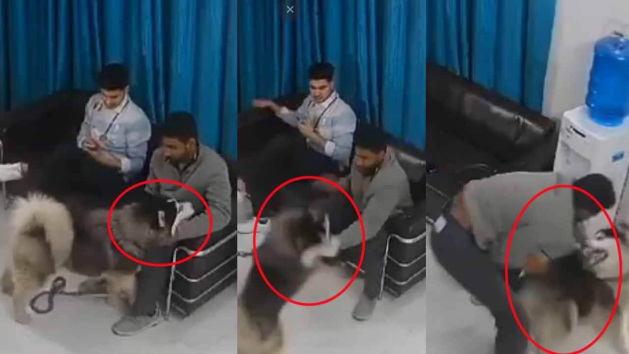 Watch Video: రాంగ్‌ టైంలో కుక్కను ముద్దాడబోయాడు.. కట్‌చేస్తే బెడిసి కొట్టిన యవ్వారం! వీడియో చూస్తే నవ్వాగదు..