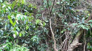 Viral Video: జపాన్ స్కూల్ భోజనం చూసి ఫిదా అయిపోయిన నెటిజన్లు..! స్కూల్ భోజనం లెవెలే వేరు..!