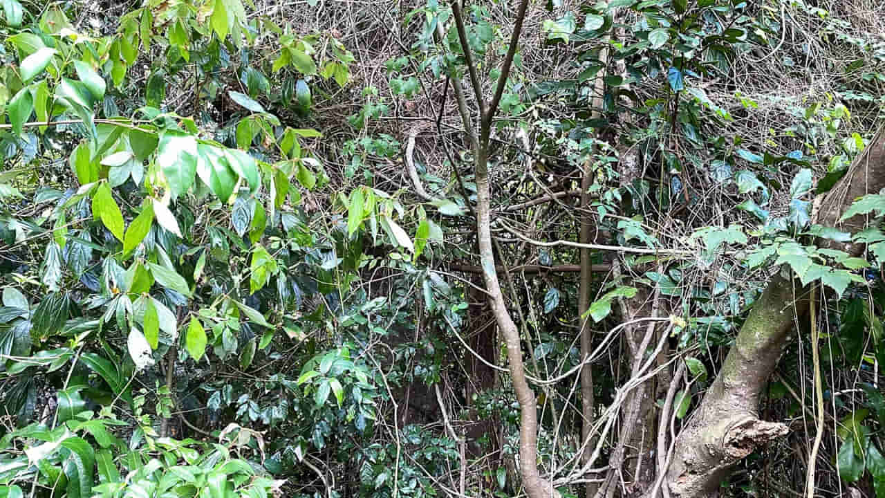 Photo Puzzle: ఈ ఫోటోలో పామును కనిపెట్టగలరా.? గుర్తిస్తే మీ దిమాక్ కిర్రాకే