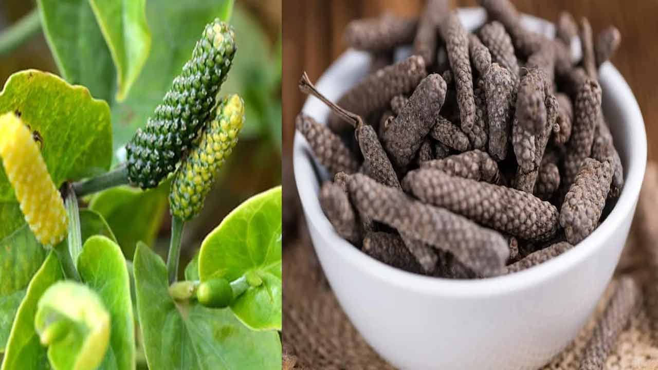 పిప్పలి వినియోగం రోగనిరోధక శక్తిని బలపరుస్తుంది. ఇది యాంటీ ఇన్ఫ్లమేటరీ, యాంటీఆక్సిడెంట్ లక్షణాలతో సమృద్ధిగా ఉంటుంది. ఇది శరీరాన్ని ఇన్ఫెక్షన్ల నుండి రక్షిస్తుంది. ఇది వివిధ బ్యాక్టీరియా, వైరస్‌లతో పోరాడే శరీర సామర్థ్యాన్ని పెంచడానికి కూడా పనిచేస్తుంది.