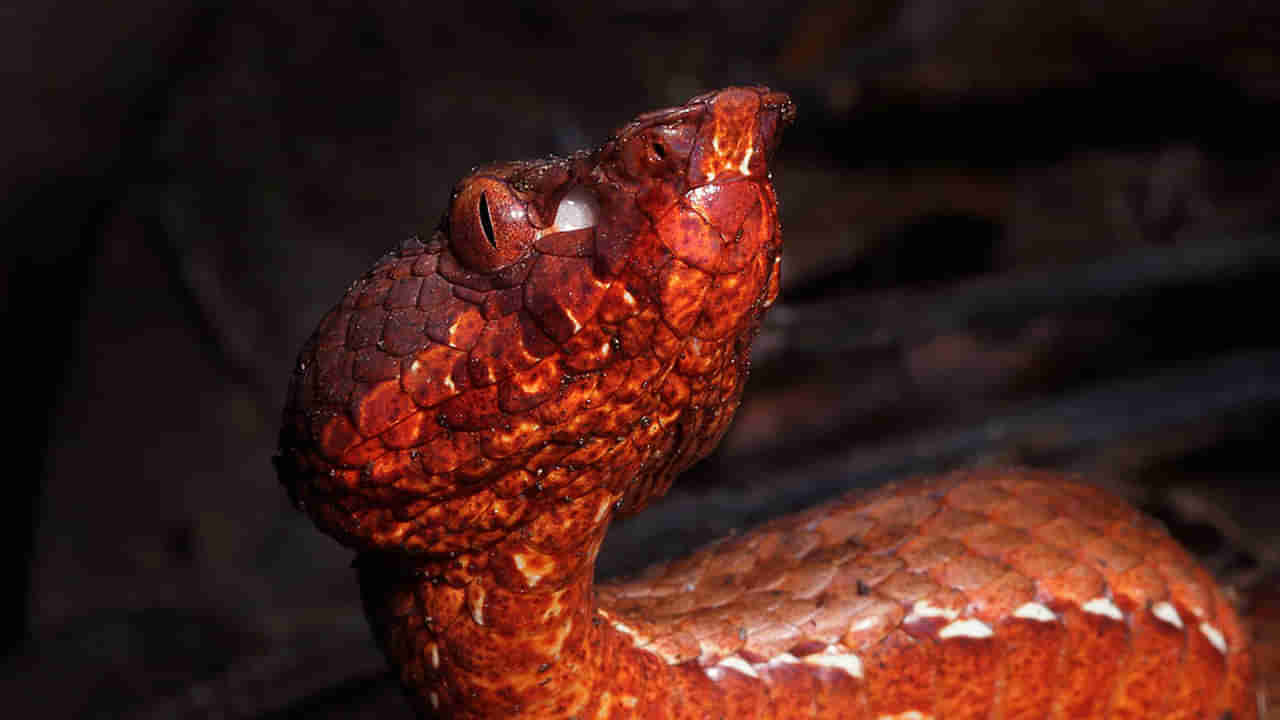 Pit Viper: వామ్మో.. అత్యంత అరుదైన పాము.. వేట స్టైలే డిఫరెంట్....