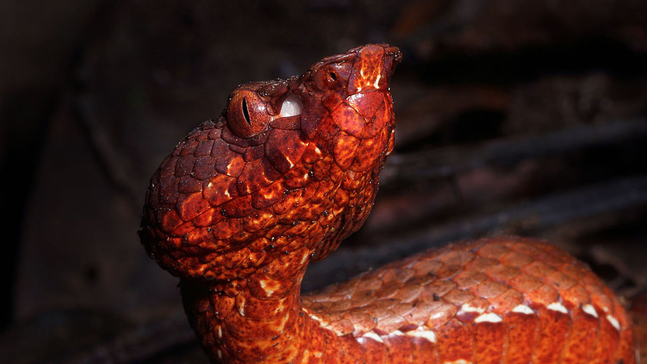 Pit Viper: వామ్మో.. అత్యంత అరుదైన పాము.. వేట స్టైలే డిఫరెంట్....