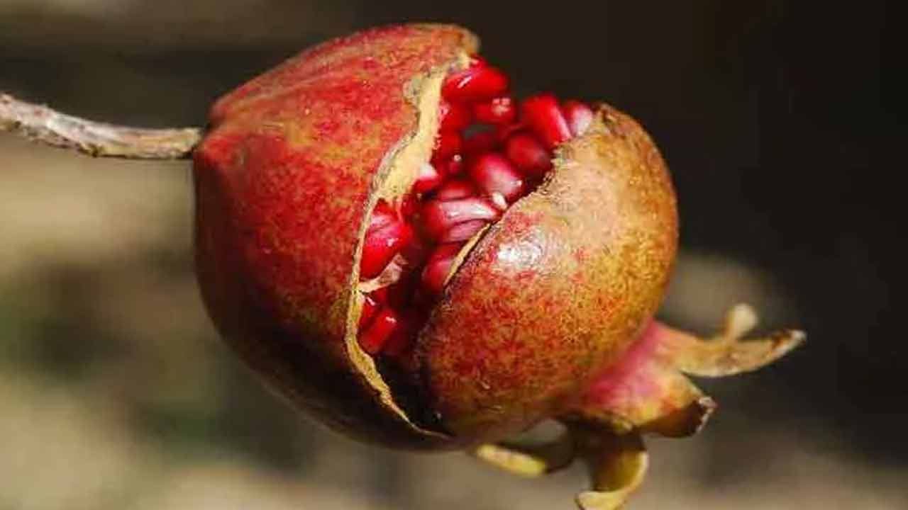 తక్కువ రక్తపోటు ఉన్నవారు- తక్కువ రక్తపోటు ఉన్నవారు కూడా దానిమ్మపండు తినకూడదు. ఎందుకంటే దానిమ్మపండు చల్లదనాన్ని కలిగిస్తుంది. ఇది మన శరీరంలో రక్త ప్రసరణ వేగాన్ని తగ్గిస్తుంది. నిపుణుల అభిప్రాయం ప్రకారం, తక్కువ రక్తపోటుకు మందులు తీసుకునే వ్యక్తులు దానిమ్మపండు తినడం వల్ల హాని కలుగుతుంది. ఎందుకంటే అందులో ఉండే మూలకాలు ఔషధంతో చర్య జరుపుతాయి. ఇది శరీరానికి హాని కలిగిస్తుంది. 