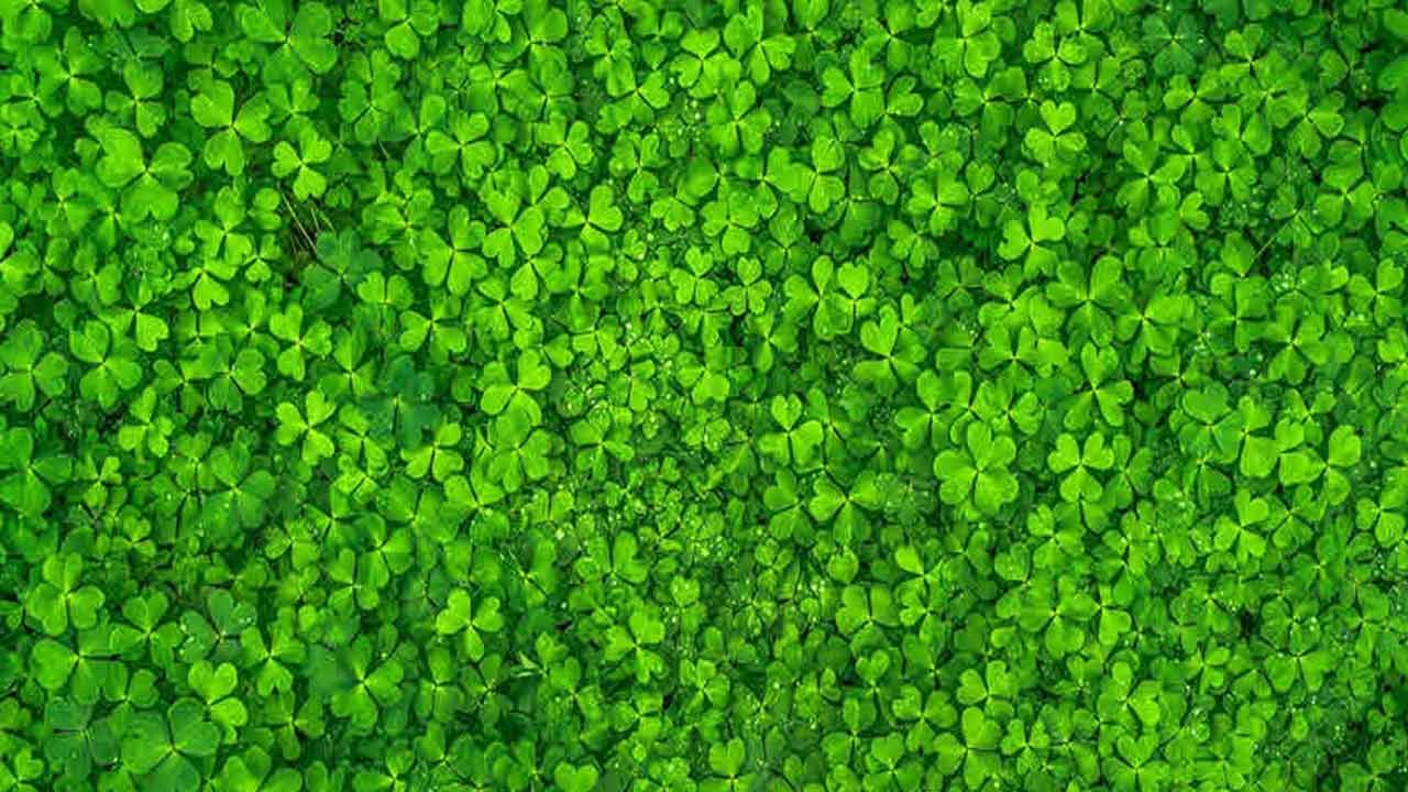 ఆహారంలో పులి చింతను చేర్చుకోవటం వల్ల నిద్రలేమికి మేలు చేస్తుంది. కండరాల బలాన్ని మెరుగుపరుస్తుంది. పులిచింత ఆకు రసంతో కాస్తంత సైంధవ లవణం కలిపి పూస్తే పులిపిర్లు రాలిపోతాయి. పులిచింత వేళ్లను నీటిలో వేసి కాచి, ఆ కషాయంతో 10 నిమిషాల పాటు పుక్కిలిస్తే కదిలే దంతాలు గట్టిపడతాయి. పులిచింత మొక్క వేళ్లను నీడన ఎండించి పొడి చేసి పండ్ల పొడిగా వాడినా చిగుళ్లు, దంతాలు ఆరోగ్యంగా ఉంటాయి.