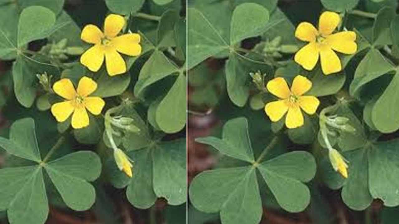 సైందవ లవణం చేర్చిన పులిచింత ఆకు రసాన్ని తేలు కుట్టిన చోట రుద్దితే చాలా త్వరగా విషం దిగిపోతుంది. పులిచింత ఆకులతో చేసిన పచ్చడిని తింటూ వుంటే ఆకలి పెరగడంతో పాటు ఆస్తమా తీవ్రత తగ్గుతుంది. 