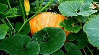 సగ్గుబియ్యంతో అద్భుత ఆరోగ్య ప్రయోజనాలు..! ఎన్ని సమస్యలు దూరమవుతాయో తెలుసా..?