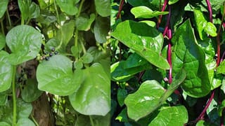 రోజూ ముల్లంగి జ్యూస్ తాగితే ఏమవుతుందో తెలుసా..? తెలిస్తే షాక్ అవుతారు..!