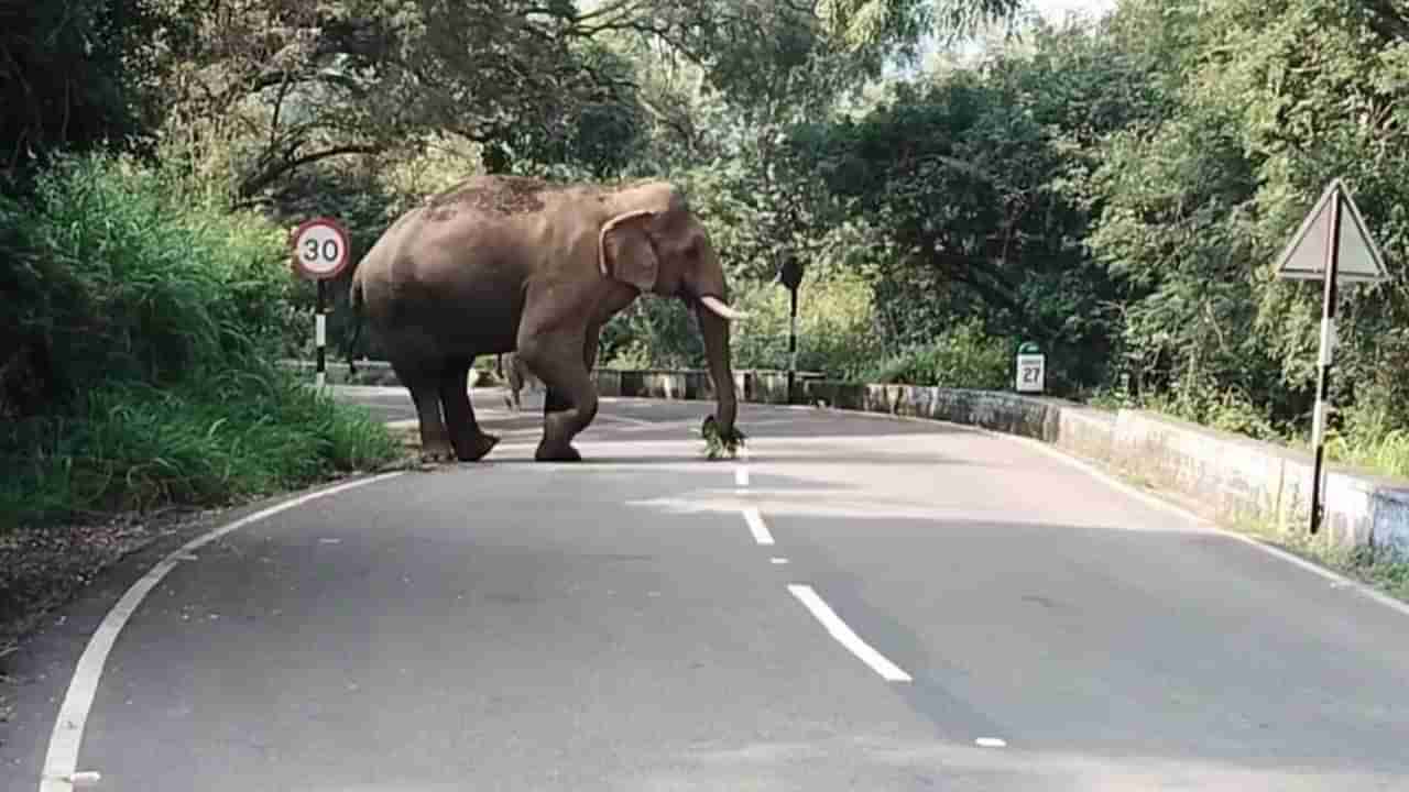 Elephant Attack: కోయంబత్తూరులో ఘోరం.. ఏనుగు దాడిలో జర్మన్ టూరిస్ట్ మృత్యువాత