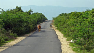 Humanity: వెర్రితలలు వేస్తున్న ‘విలనిజం’.. పాతికేళ్ల కుర్రాడి నుంచి యాభై ఏళ్ల బామ్మదాకా..!