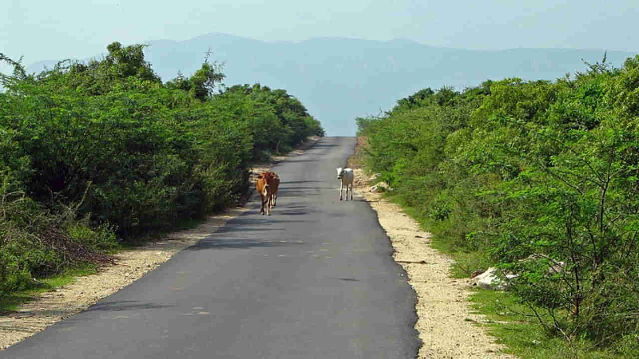 Telangana: గ్రామ శివారు రోడ్డుపై కనిపించిన నల్లటి ఆకారం.. ఏంటా అని వెళ్లి చూడగా