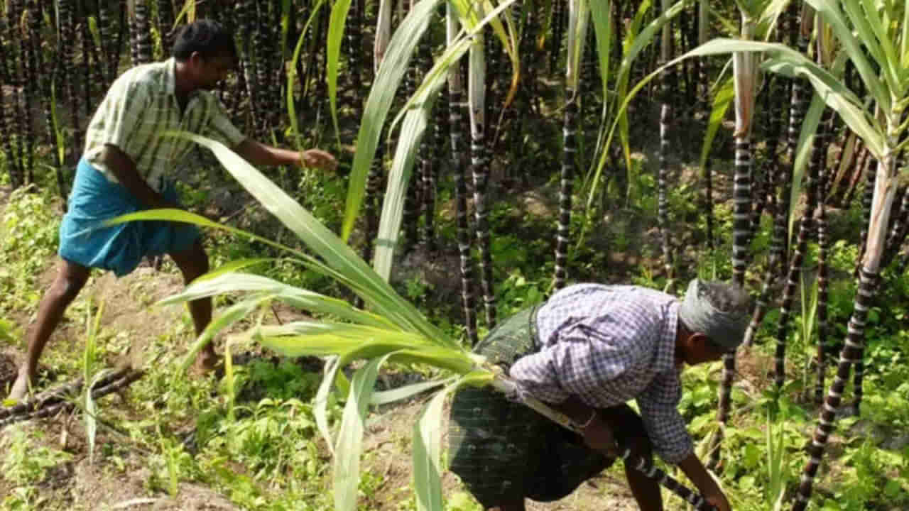 Viral Video: తెల్లారి చెరకు తోటకు వెళ్లిన రైతు.. పొదల్లో దాక్కునది చూడగా మైండ్ బ్లాంక్