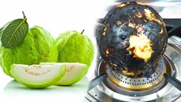 జామకాయను ఇలా కాల్చి తింటారని మీకు తెలుసా..? ఆరోగ్య ప్రయోజనాలు తెలిస్తే అస్సలు విడిచిపెట్టరు..
